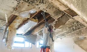 Professional Mold Prevention & Removal  in Clinton, PA